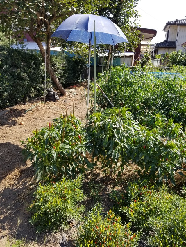 20200822_141523_copy_2268x3024