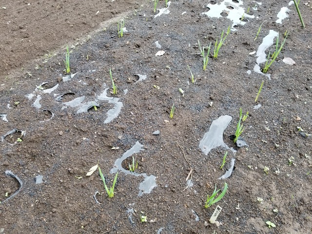 20201009_074509_copy_2268x1701