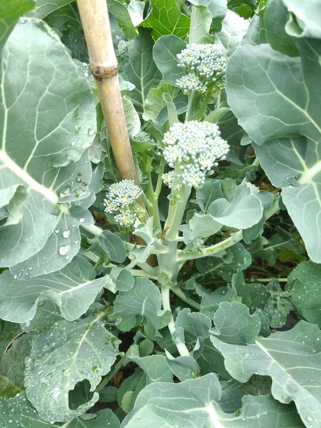 IMG_20231112_101911_DRO_copy_1512x2016