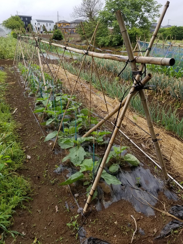 20200601_090508_copy_2268x3024