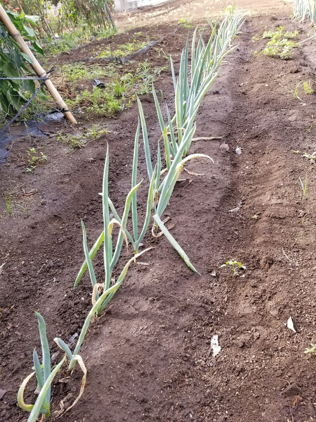 20220729_073820_copy_1512x2016