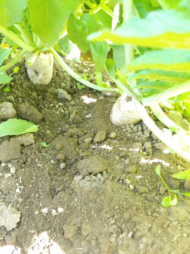 IMG_20231021_102259_copy_1512x2016