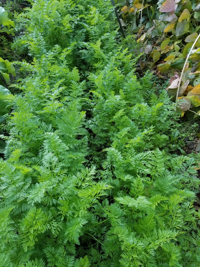 20201111_081018_copy_2268x3024