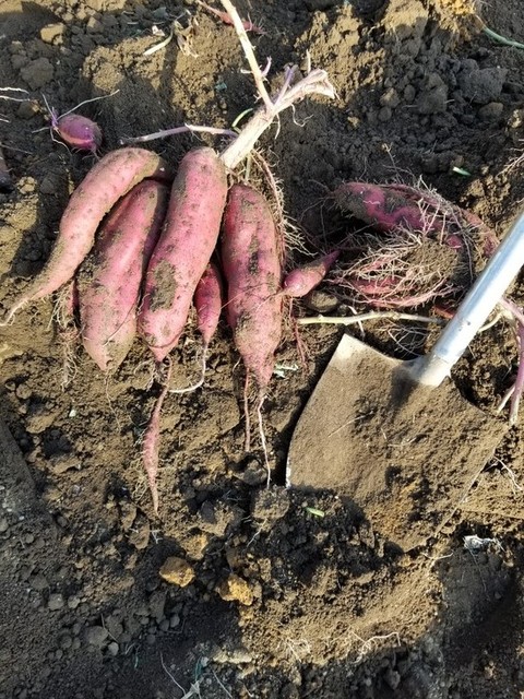 エクスブロラーエラー