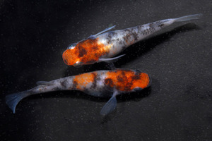 58d34aa4b075c5f93022d38860cb888f