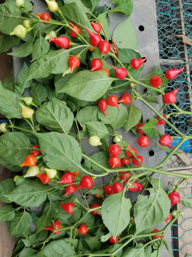 20220901_152128_copy_1512x2016