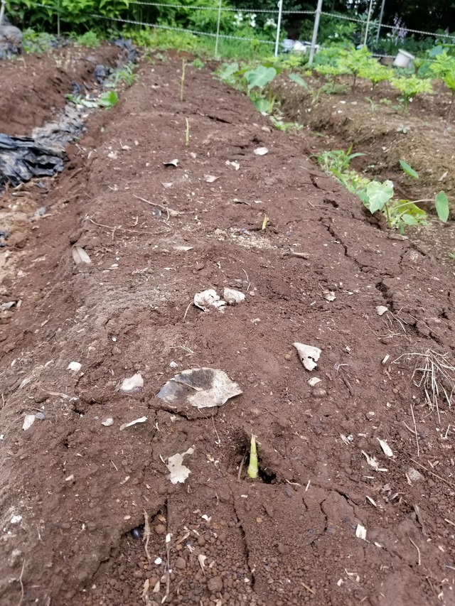 20210625_083335_copy_2268x3024