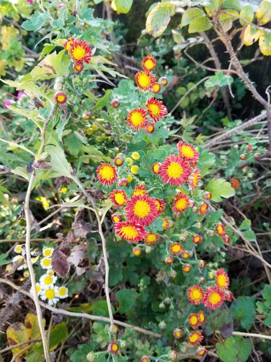 20191106_072411-1620x2160