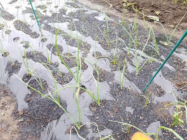 IMG_20231009_102450_copy_2016x1512_1