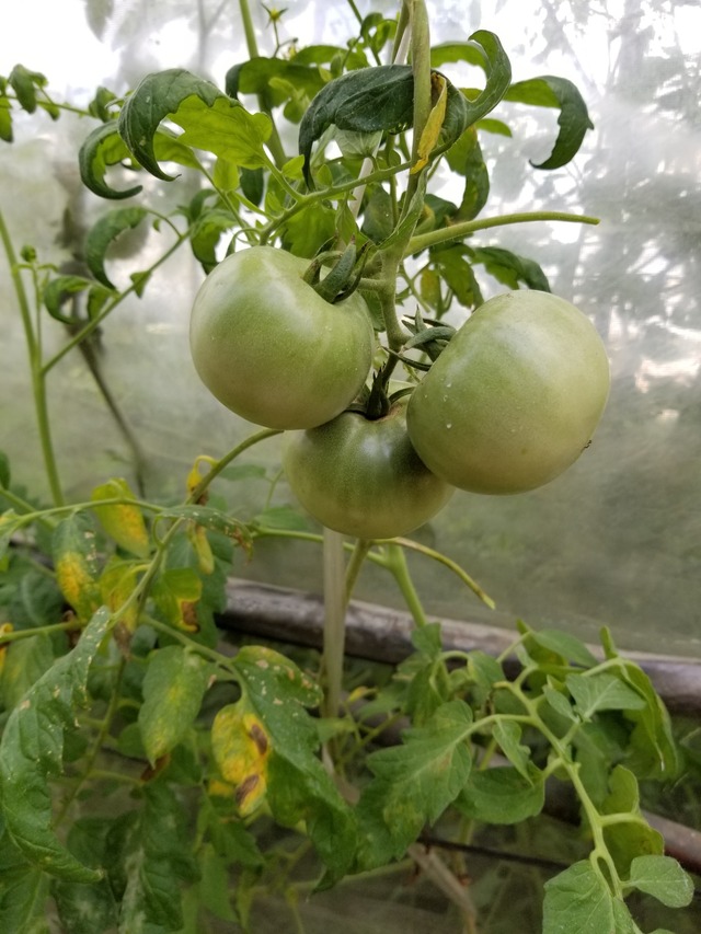 20210803_084021_copy_2268x3024