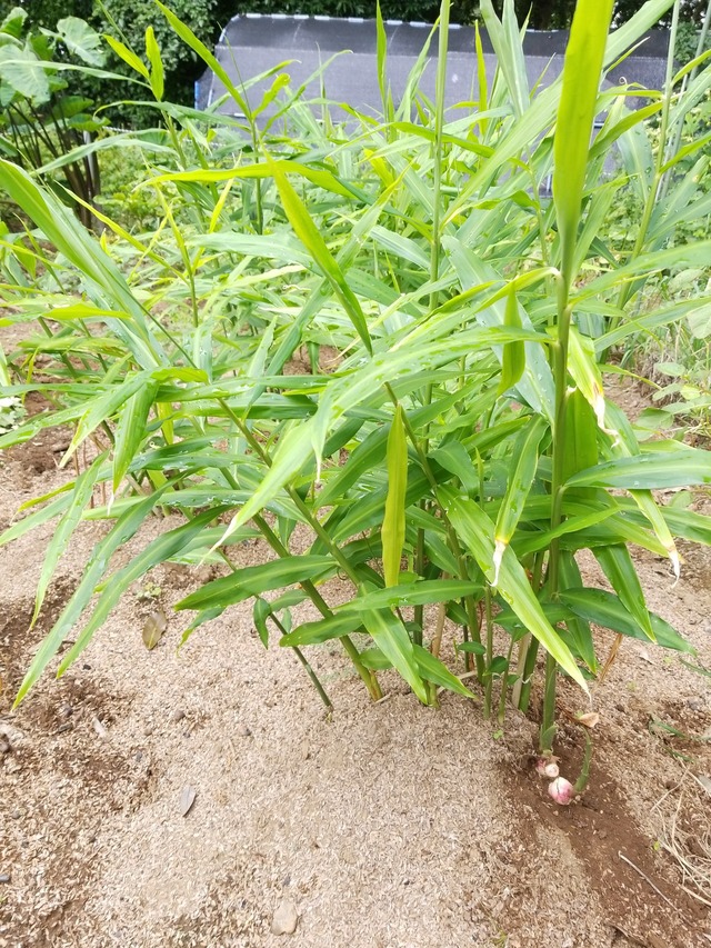 IMG_20231004_134949_copy_1512x2016