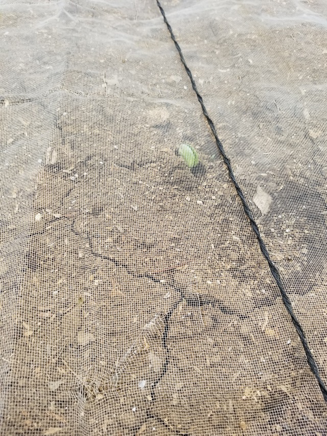 20200703_113520_copy_2268x3024