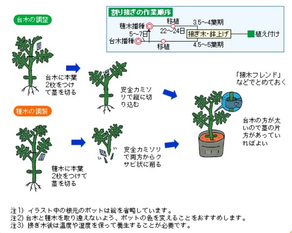 トマトの接ぎ木苗の作り方 のじさんの徒然草