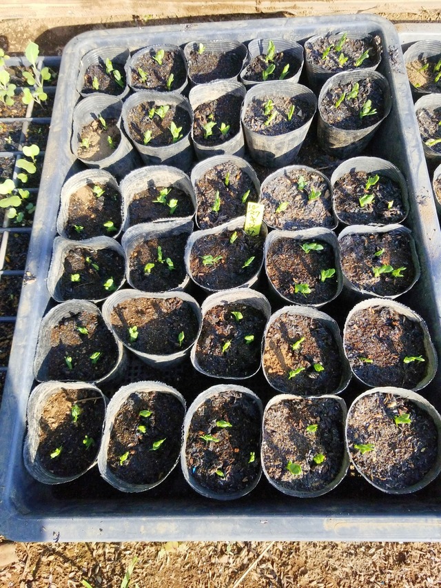 IMG_20231104_134714_DRO_copy_1512x2016