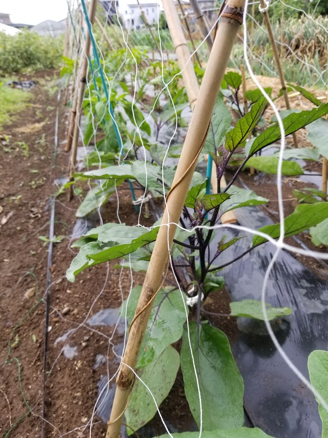 20200601_090214_copy_2268x3024