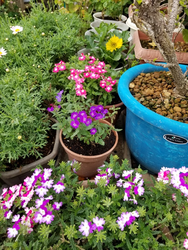 我が家のバーベナ花手毬 のじさんの徒然草