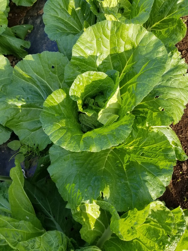 20201109_073833_copy_2268x3024