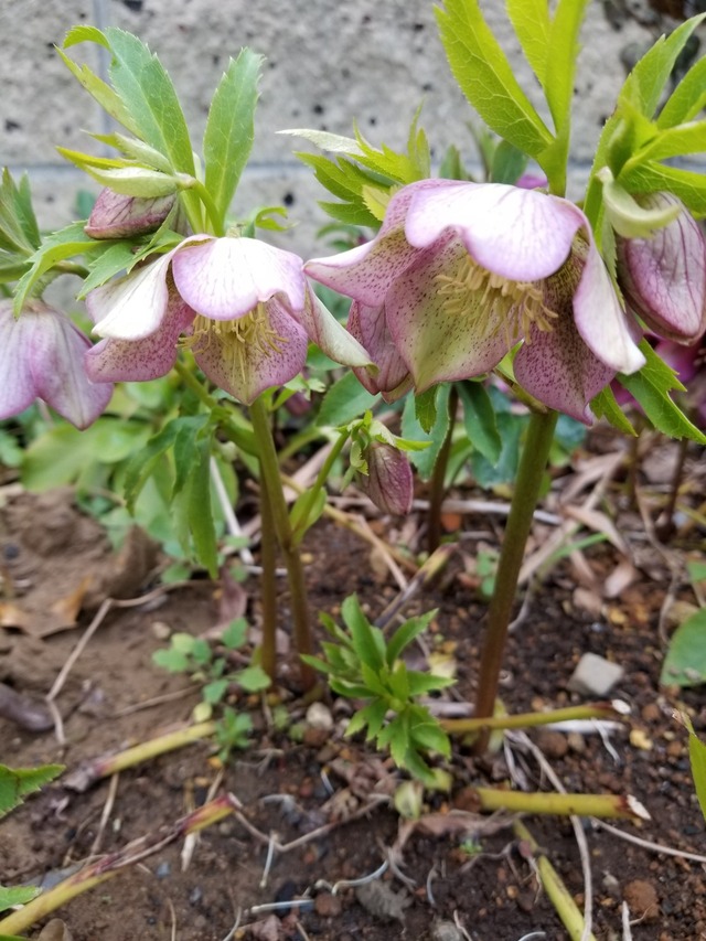 20230304_161756_copy_1209x1612