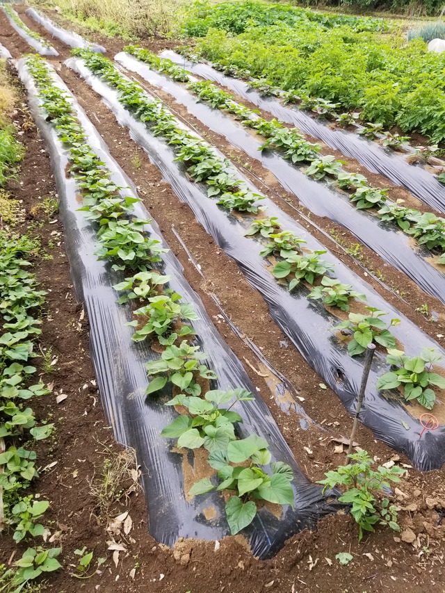 20210607_085553_copy_2268x3024