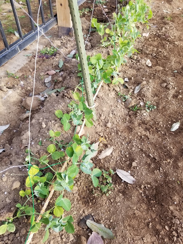 20210106_082939_copy_3024x4032