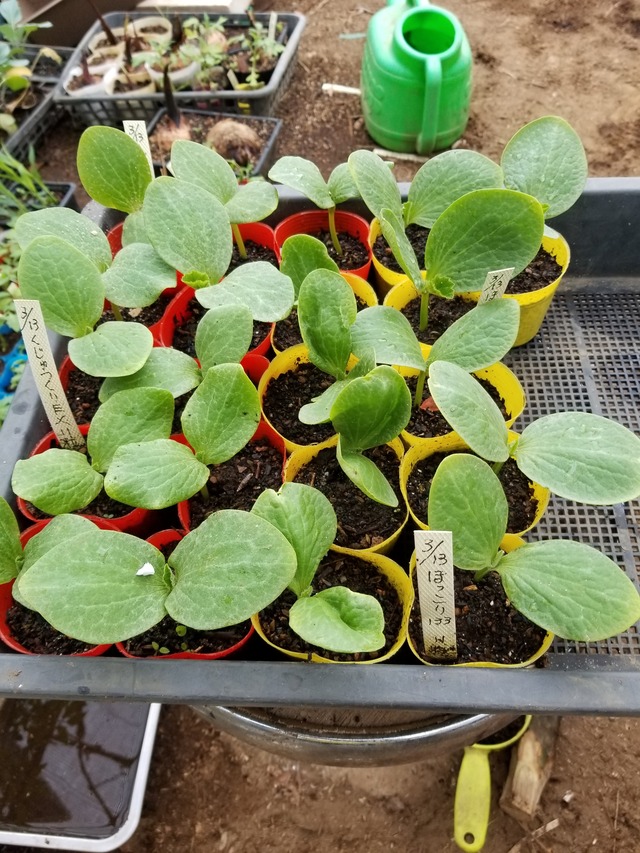 20200329_100517_copy_2268x3024