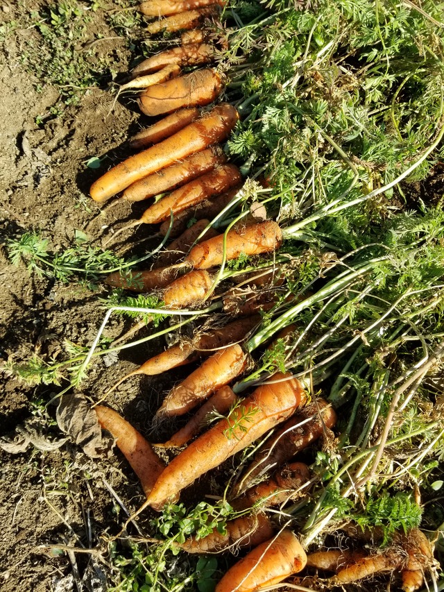 20210206_094439_copy_3024x4032