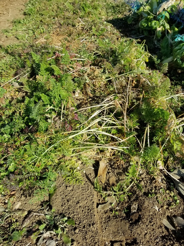 20210206_094027_copy_3024x4032