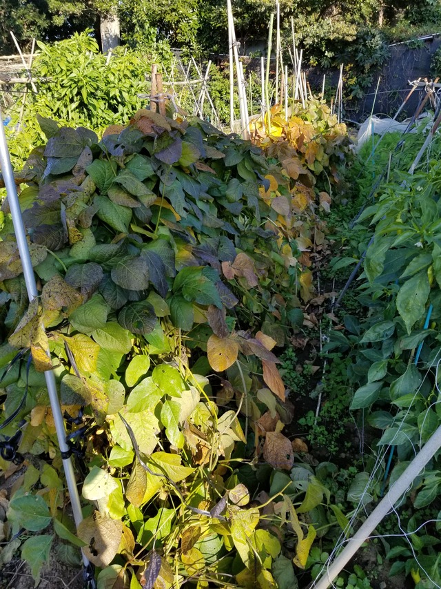 20201111_081517_copy_2268x3024