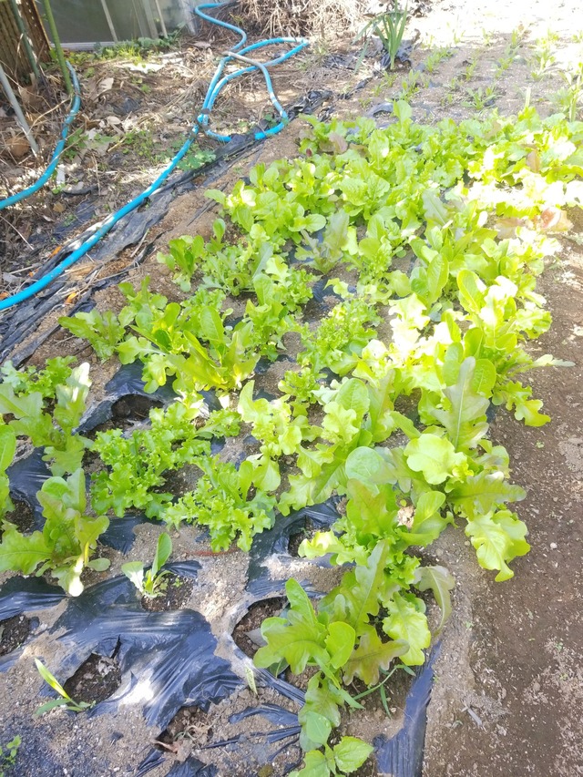 IMG_20231024_103537_copy_1512x2016