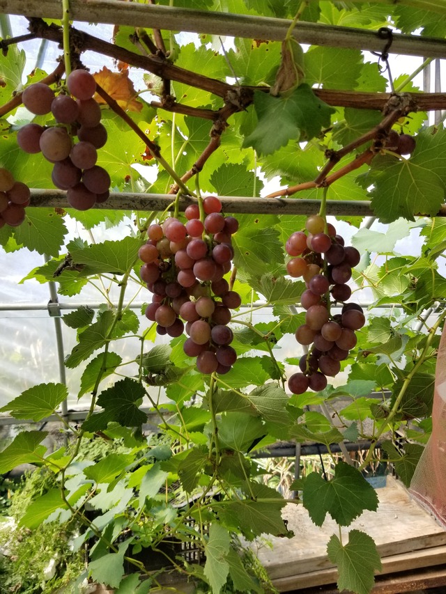 20200820_091211_copy_2268x3024