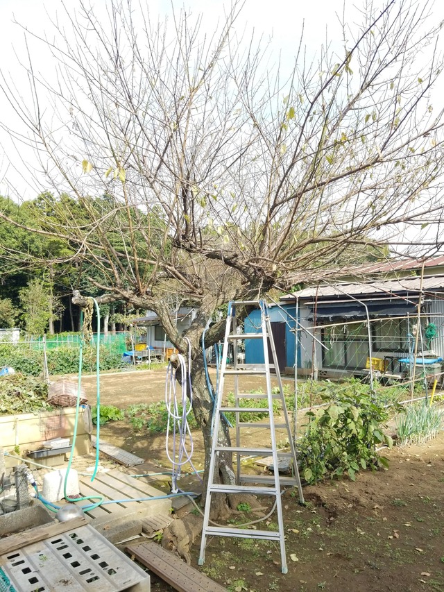 IMG_20231019_125136_copy_1512x2016