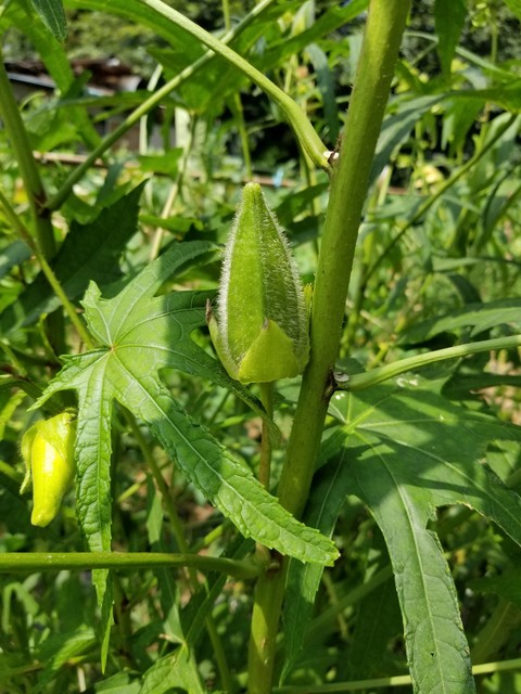 花オクラの実 のじさんの徒然草