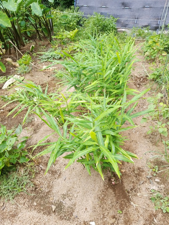 IMG_20231004_134918_copy_1512x2016