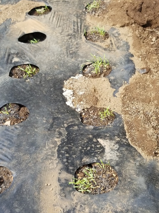 IMG_20230828_135433_copy_1512x2016