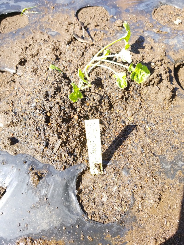 IMG_20231007_101058_copy_1512x2016