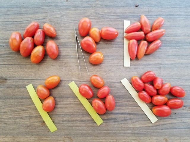 食べ蒔きトマト アイコf2とアンジェレf2 のじさんの徒然草