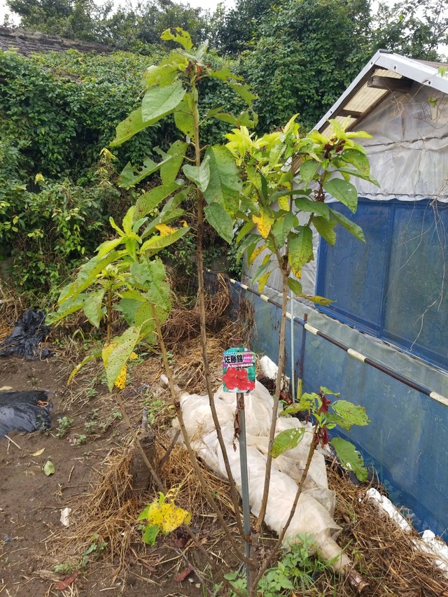 IMG_20230922_105219_copy_1512x2016