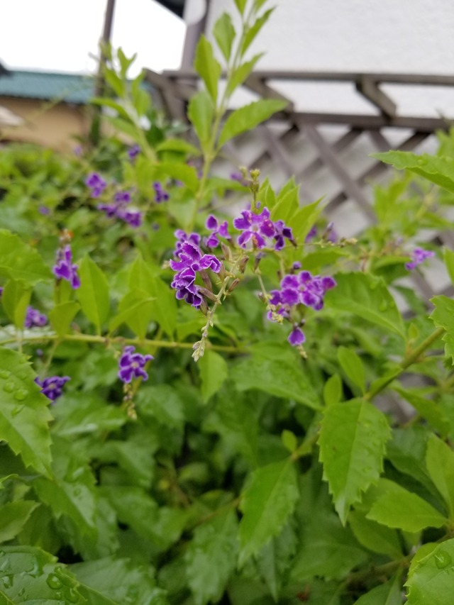 20200716_091912_copy_2268x3024