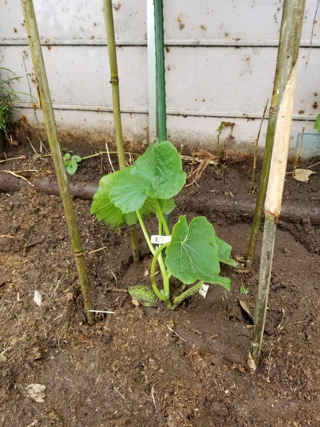 カボチャとゴーヤの空中栽培 のじさんの徒然草