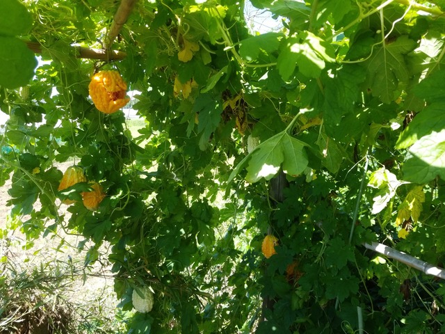 IMG_20230913_110411_copy_2016x1512