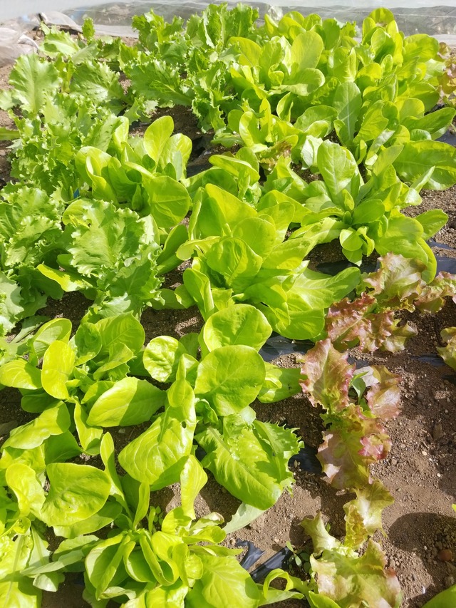 IMG_20231024_103339_copy_1512x2016