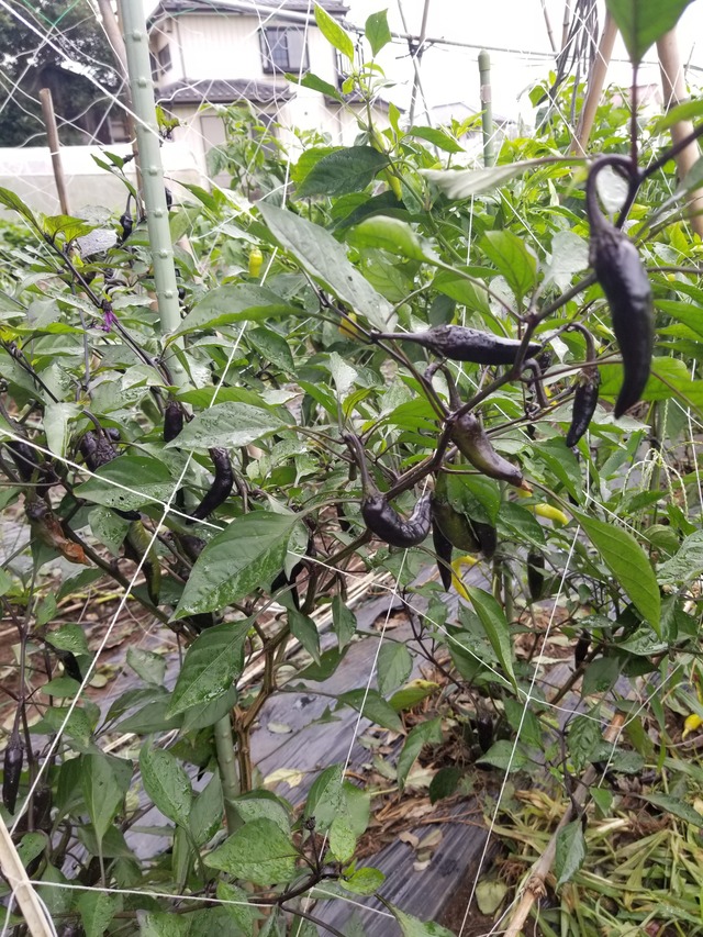 20210817_081005_copy_2268x3024