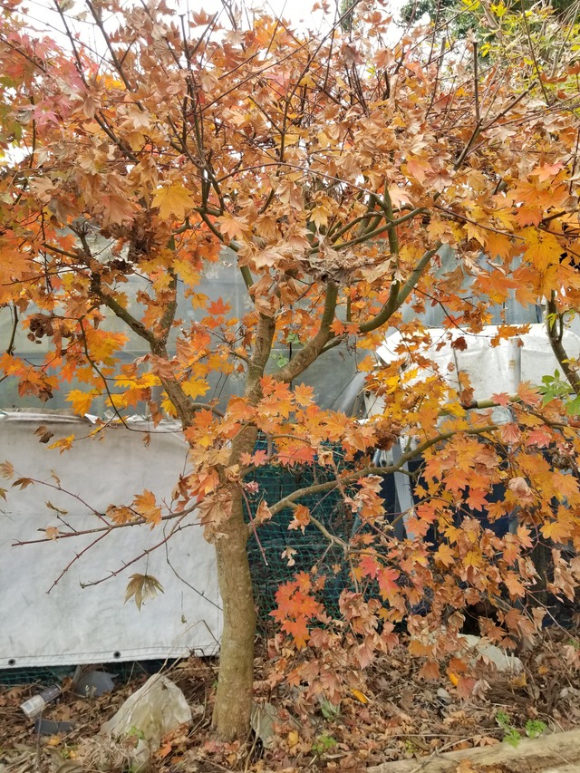 20211121_101534_copy_2268x3024