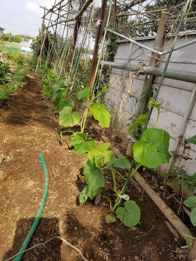 20200513_082023_copy_2268x3024