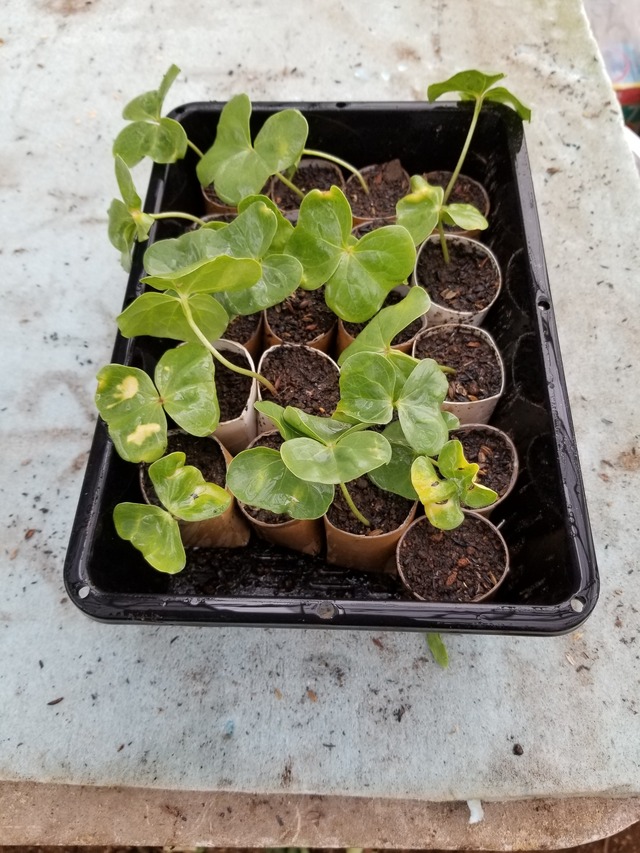 20200413_075231_copy_2268x3024