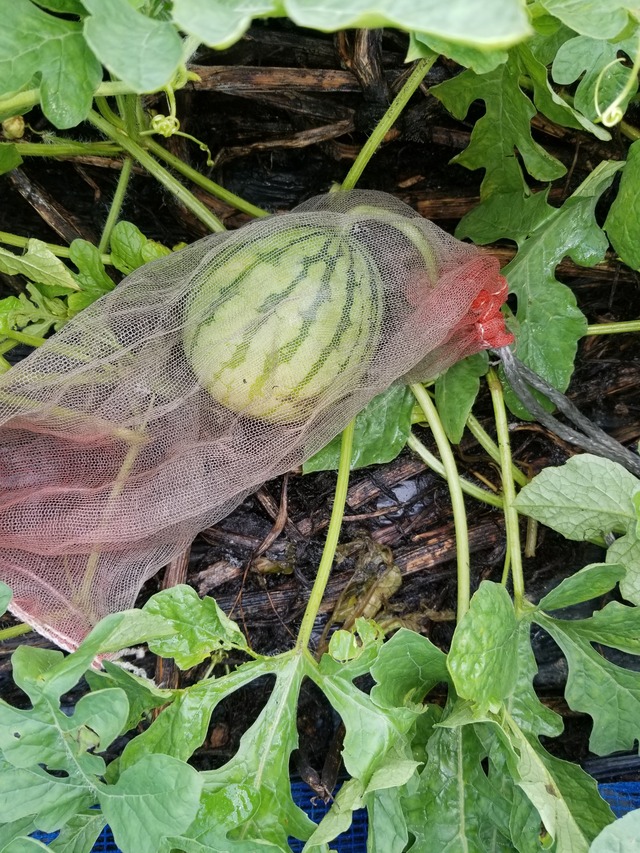 小玉スイカ3品種 紅小玉 飛紅船ラルク 姫甘泉 のじさんの徒然草