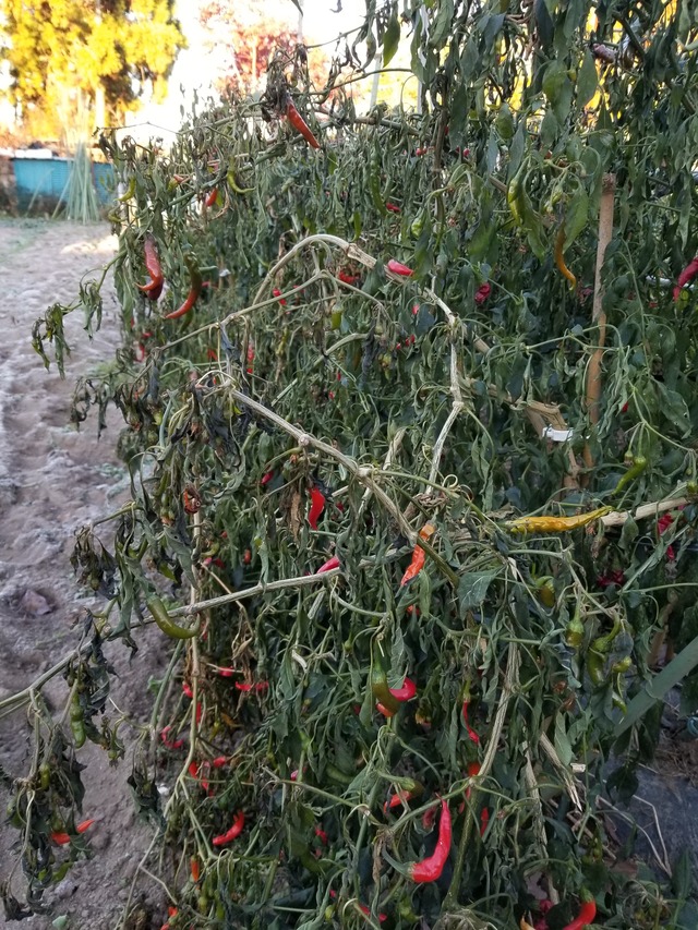 20201216_072828_copy_2268x3024