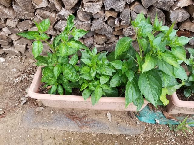 20230630_155526_copy_2016x1512