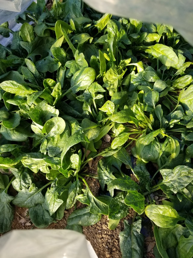 20220121_081151_copy_2268x3024