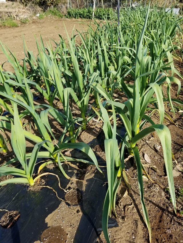 ニンニク 化成肥料と鶏糞堆肥との違い のじさんの徒然草